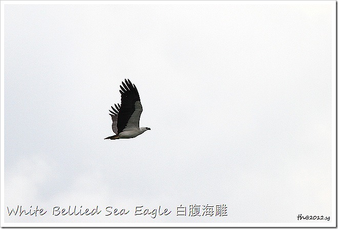 White Bellied Sea Eagle 白腹海雕