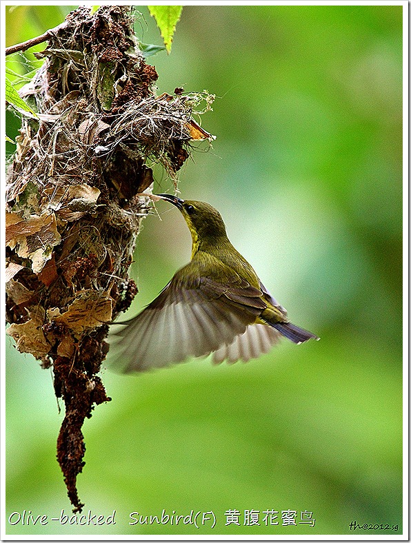 Olive-backed Sunbird(F) 黄腹花蜜鸟