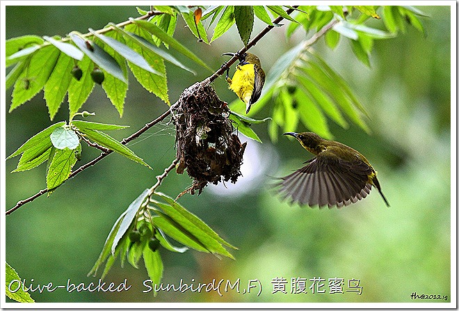 Olive-backed Sunbird(M,F) 黄腹花蜜鸟