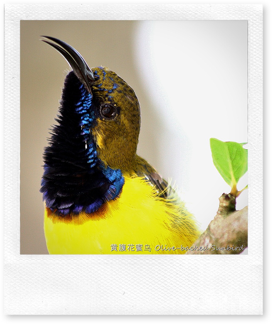 Olive-backed Sunbird(M) 太阳鸟
